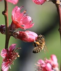Bienen-Patenschaften 